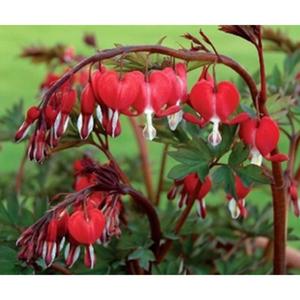 Cdiscount decoration jardin