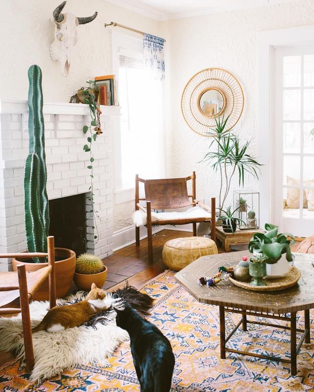 Cactus décoration intérieur
