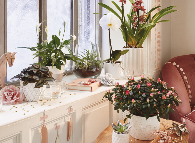 Liege decoration interieur