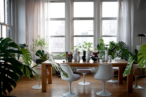 Decoration plantes vertes intérieur