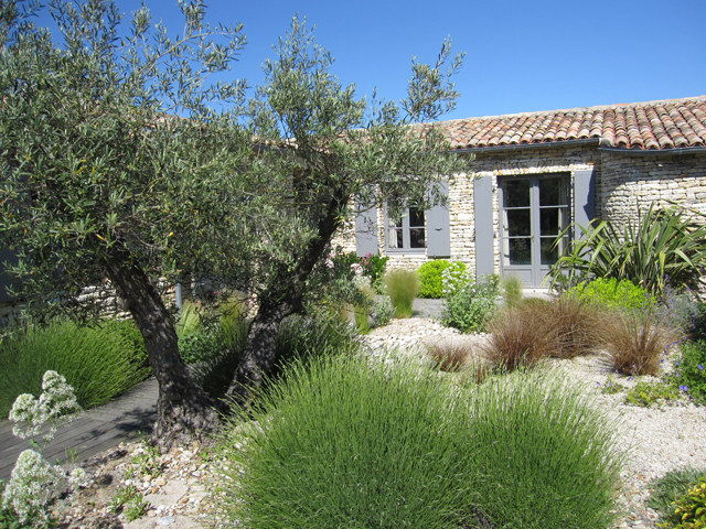 Decoration jardin avec olivier