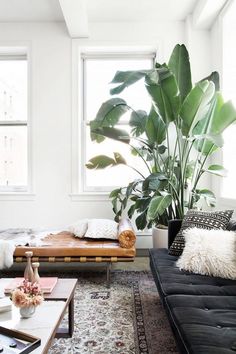 Décoration maison plantes