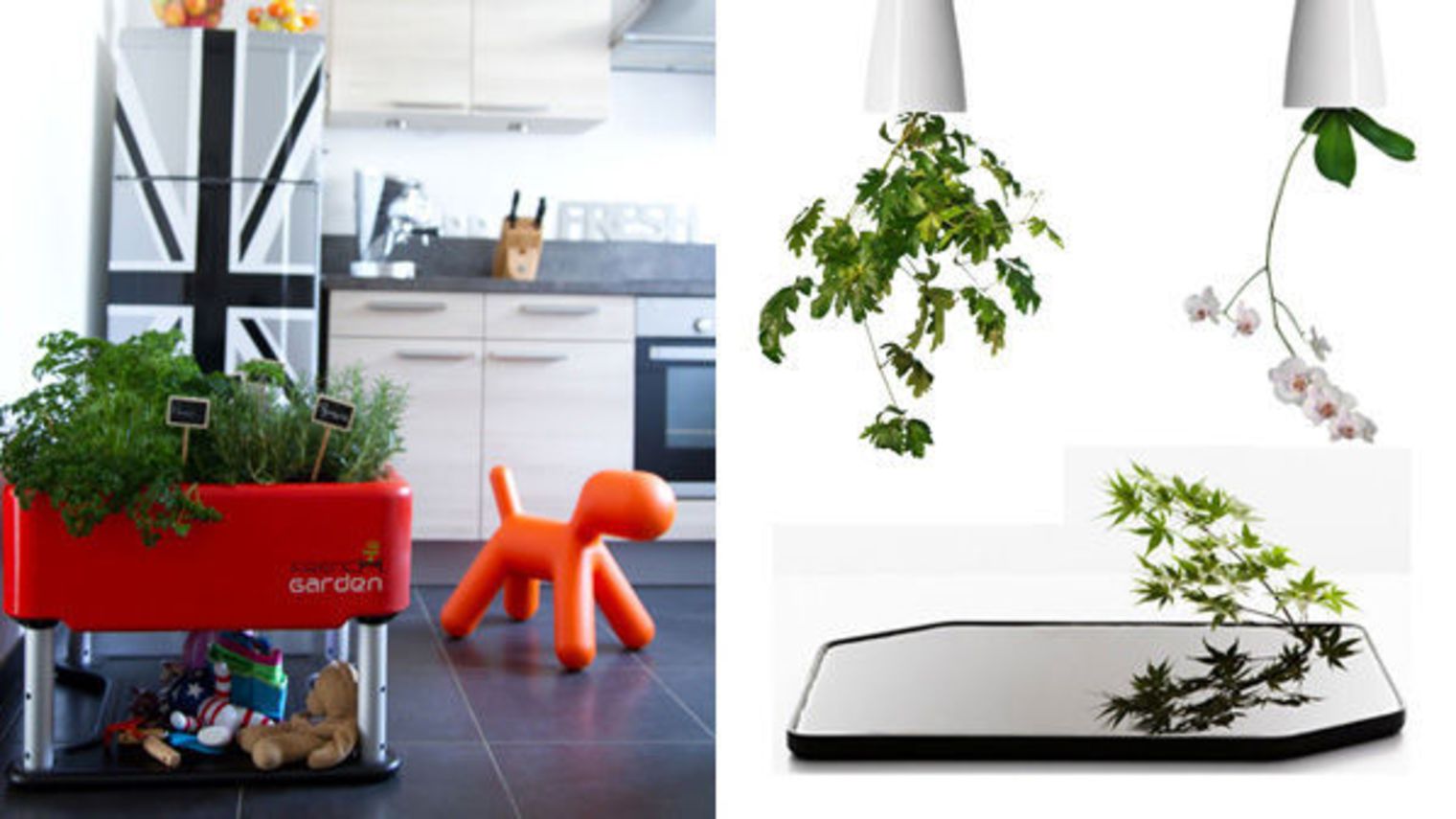 Decoration intérieur plante