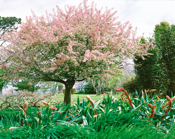 Arbre de decoration jardin