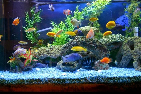 Décoration aquarium fait maison
