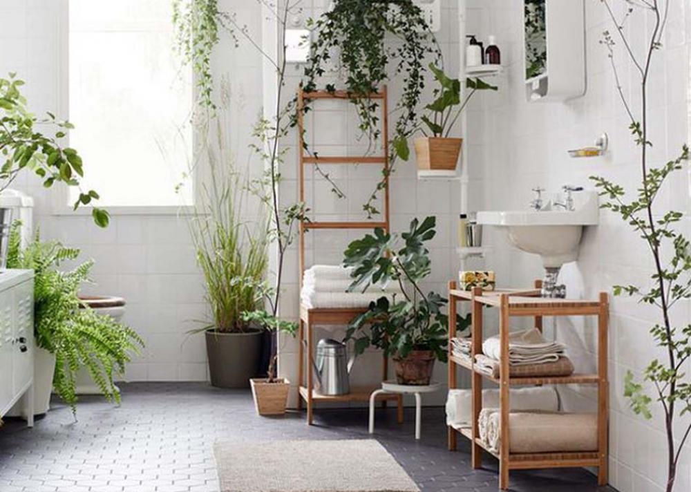 Décoration intérieur plantes