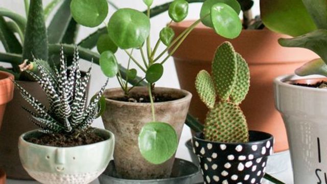 Decoration de plantes d intérieur
