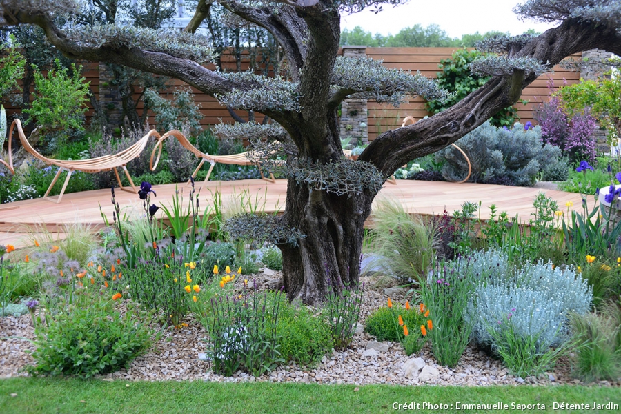 Olivier decoration jardin