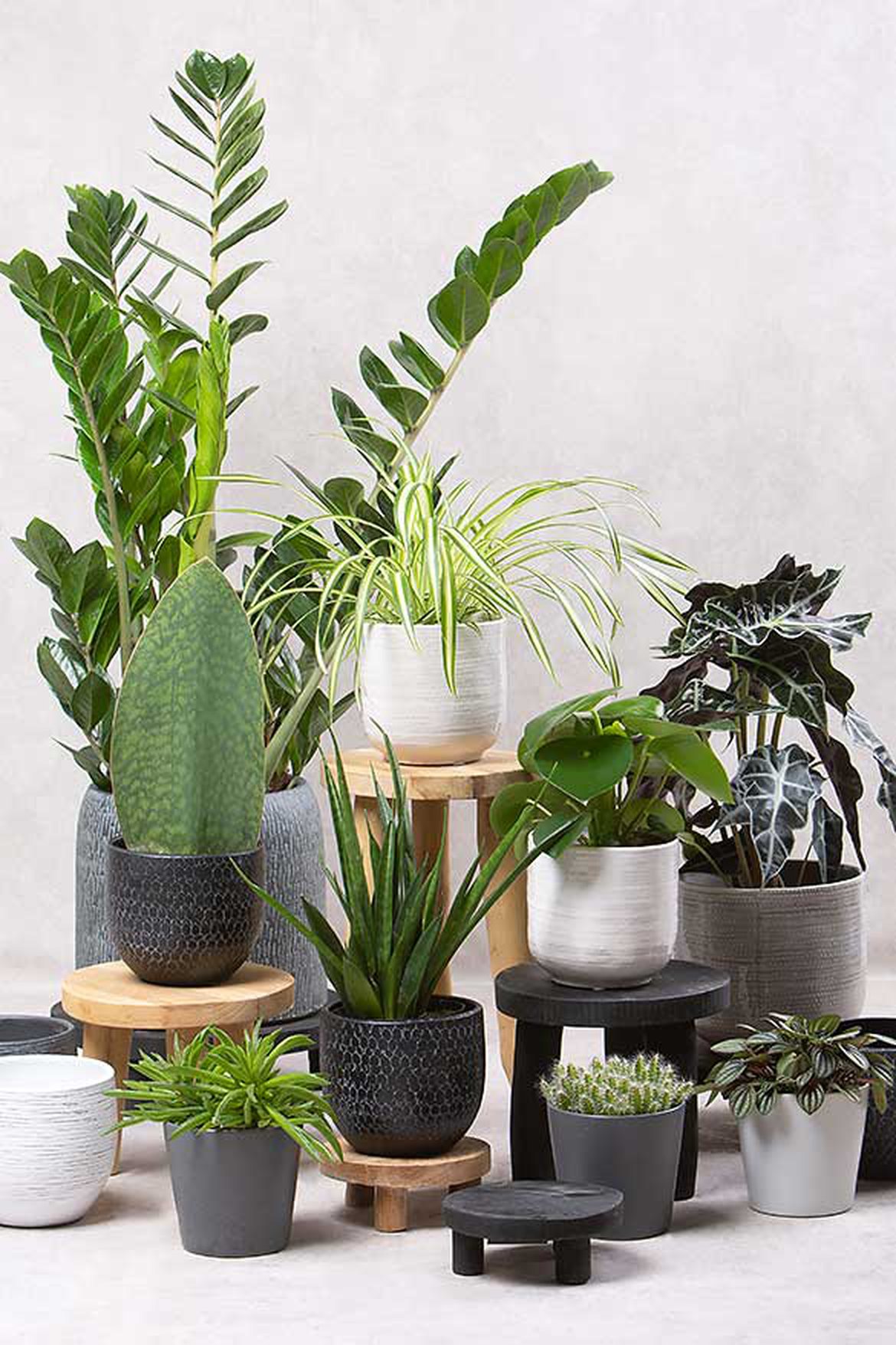 Plantes d interieur decoration