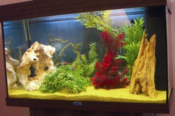 Decoration aquarium fait maison