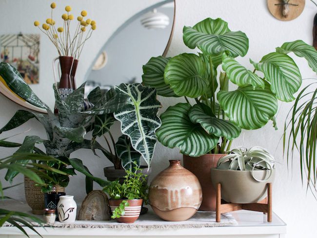 Décoration salon jungle