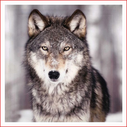 Maison wolf decoration
