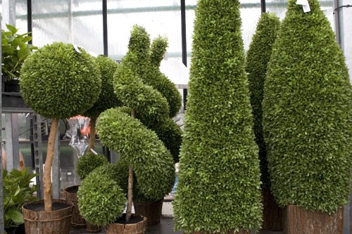 Plantes de decoration jardin
