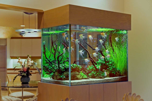 Decoration interieur d'aquarium