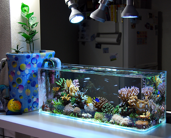 Aquarium decoration maison