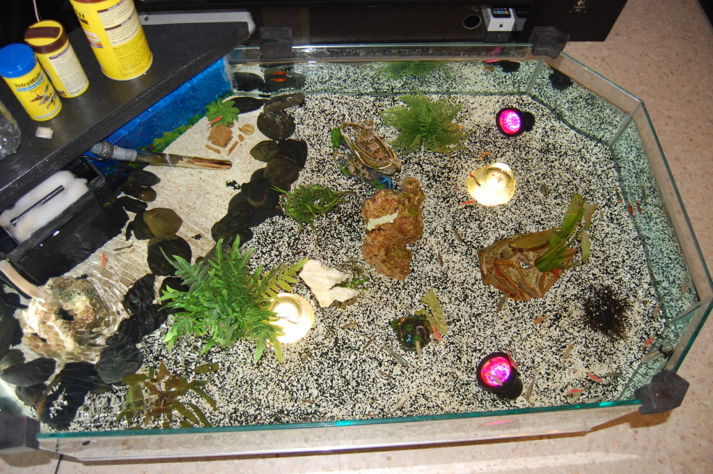 Décoration maison aquarium