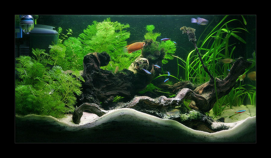 Decoration interieur d'aquarium