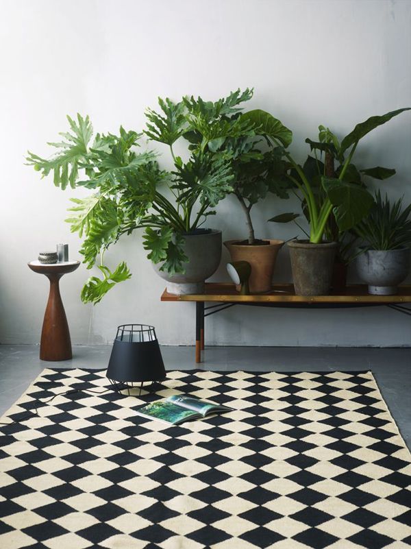 Decoration avec plantes interieur