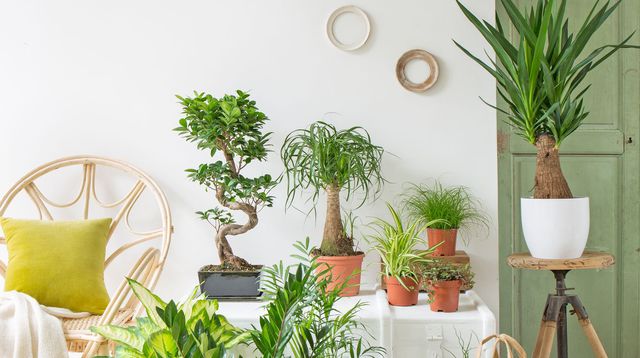 Décoration intérieur plante