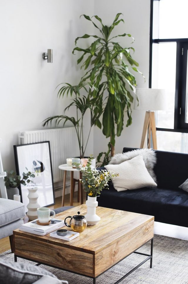 Décoration salon plante