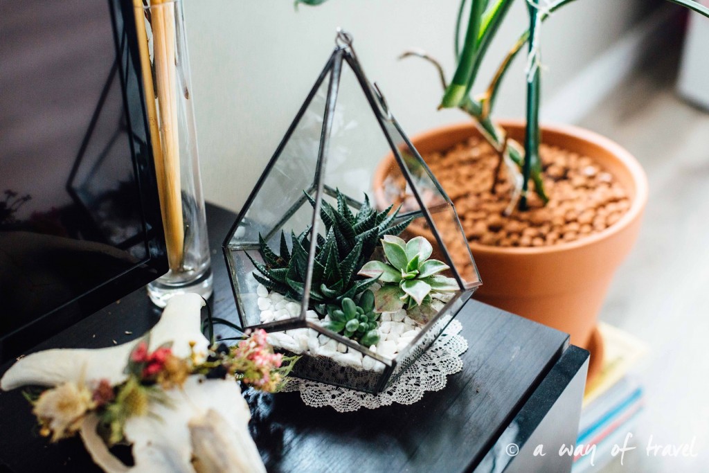 Decoration interieur terrarium