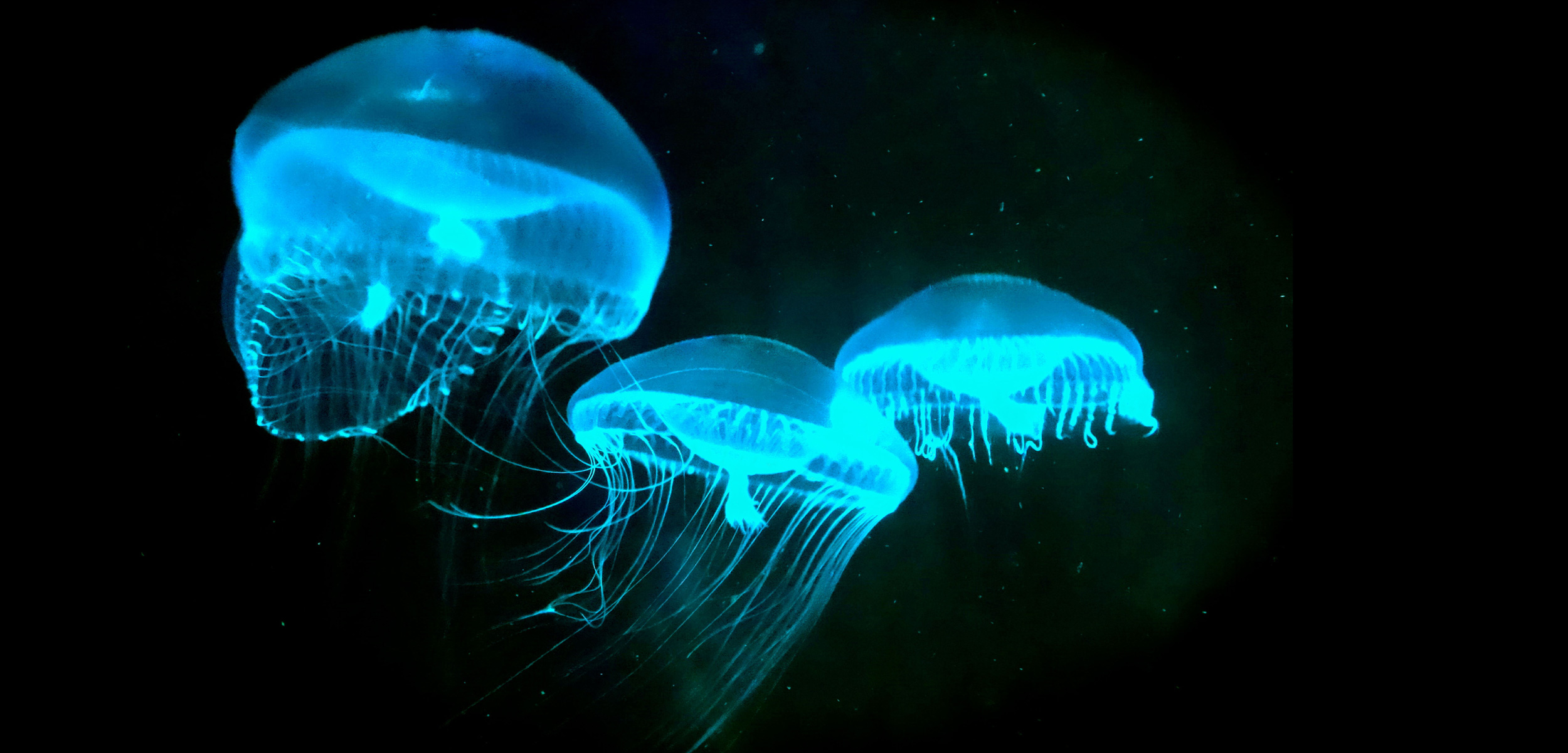 Lampadaire bioluminescent