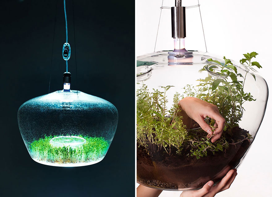 Plante lampadaire